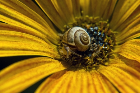 snailの写真素材