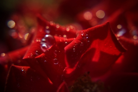 roseの写真素材