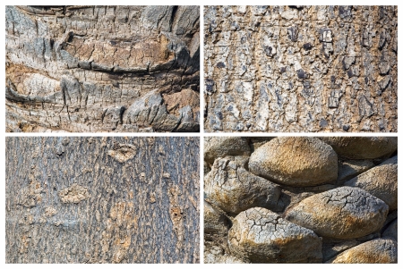 section - the trees: natural texture, trunk, bark.の写真素材