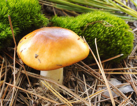 wild mushroom in natural settingの写真素材