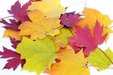 colorful fall leavesの写真素材
