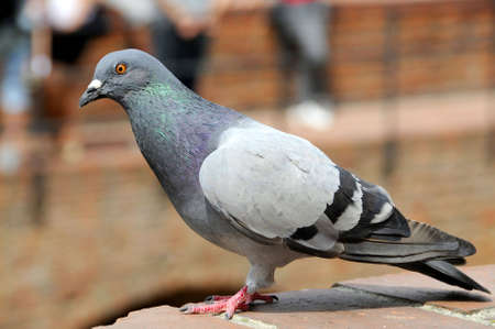 colorful birdの写真素材