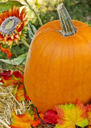 Pumpkin and flowers representing fallの写真素材