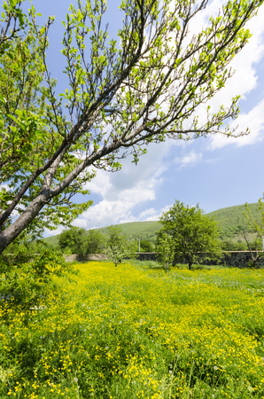allgaue meadow, Dandelions, flowers and grass medow bloom backgroundの写真素材