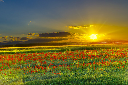 field with green grass and red poppies against the sunset skyの写真素材