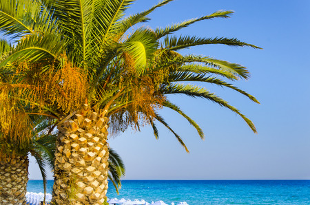 Palms on empty idyllic tropical sand beach. No noise, clean, extremely detailed. Concept for rest, holidays, resort, spa design or background.の写真素材