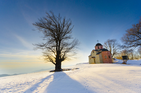 trree and orthodox church at sunset amazing colorsの写真素材