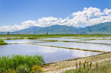 Panoramic view of Rice fields