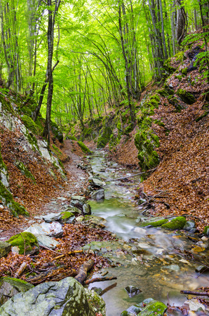 River deep in mountain forest. Nature composition.の写真素材