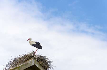 Stork in its nest. Beautiful nature.の写真素材