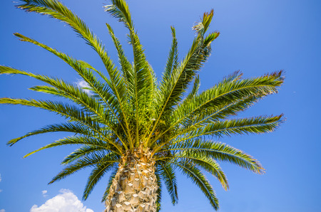 Tropical scene, Plam tree leaves on bright  blue skyの写真素材
