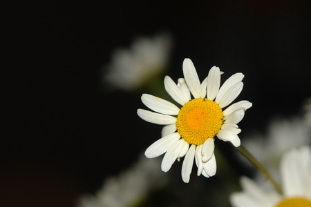 beautiful flower chamomiles in the nature on black contrast backgroundの写真素材