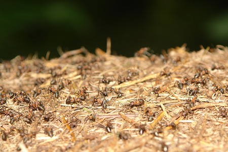 ants nest in the forrest closeupの写真素材