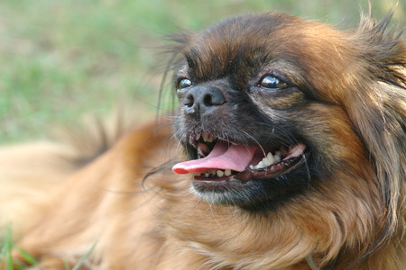 beautiful pekingese lying on grass relaxed and tongue out, closeup