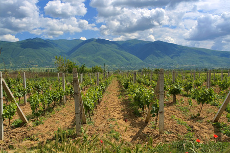 vineyard in a mountain valley at the bright cloud skyの写真素材