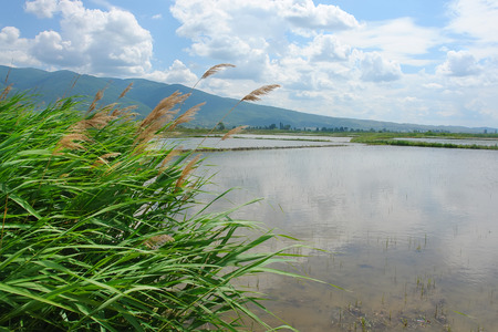 Panoramic view of Rice fields and cloud water reflectionの写真素材