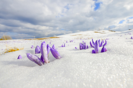 wide shoot of saffron crocus flower on melting snowの写真素材