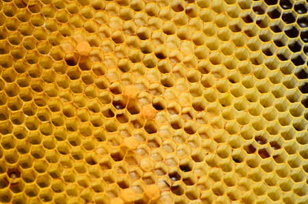 Abstract honeycomb pattern with honney formsの写真素材