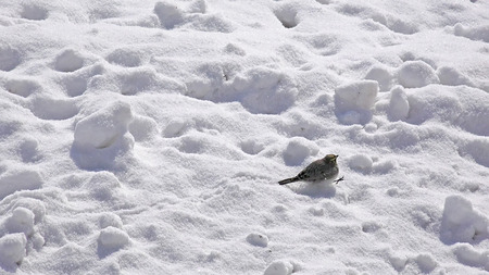 Starling bird  in search of foodの写真素材