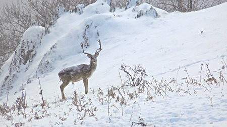 Deer buck in Wildlife, Winter Snow blizzardの写真素材