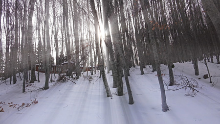 Winter with sun rays shining through forest treesの写真素材