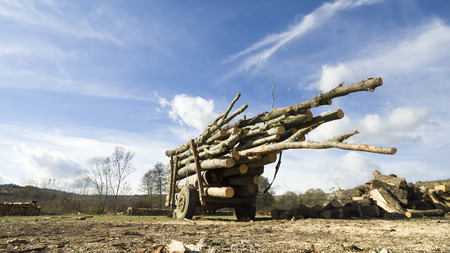 Natural wooden background, Firewood stacked and prepared for transportation, illegal deforestationの写真素材