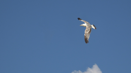Seagull flying in the blue skyの写真素材