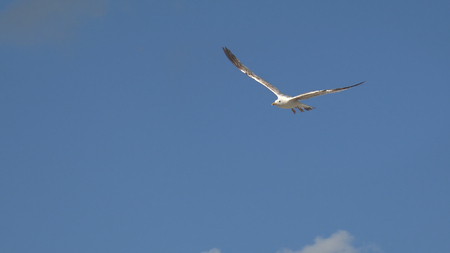 the flight of white seagull bird on the blue seaの写真素材