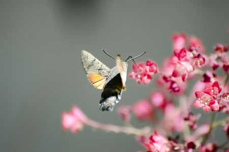 Hummingbird hawk-mothの写真素材