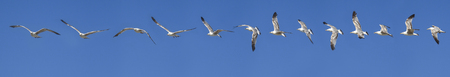 Sequence of Seagulls flying in the blue skyの写真素材