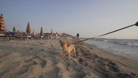 Dogs enjoy playing on beach. Crazy Funny Cheerful Puppy Dog on Lace, Having Fun on Beach in Sand Running at sunsetの写真素材
