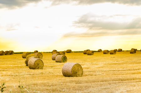 Sunrise over a field with many hay balesの写真素材