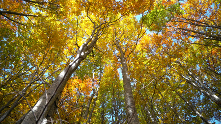 Colorful autumn trees in the forest with golden yellow leaves, beautiful seasonal forest, sunny autumn, real timeの写真素材