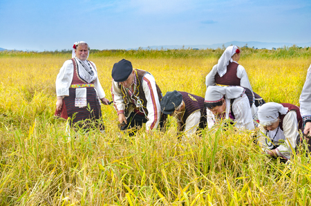 Kochani, Macedonia - circa Jun, 2015: People dressed in old ethno clothes at manual rice harvesting manifestation on sunny dayのeditorial素材