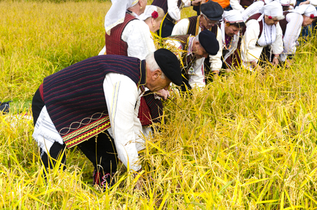 Kochani, Macedonia - circa Jun, 2015: People dressed in old ethno clothes at manual rice harvesting manifestation on sunny dayのeditorial素材