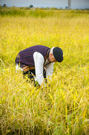 Kochani, Macedonia - circa Jun, 2015: People dressed in old ethno clothes at manual rice harvesting manifestation on sunny dayのeditorial素材