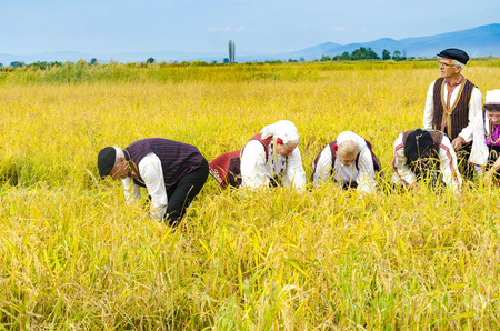 Kochani, Macedonia - circa Jun, 2015: People dressed in old ethno clothes at manual rice harvesting manifestation on sunny dayのeditorial素材