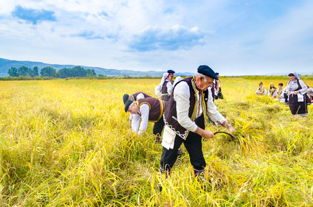 Kochani, Macedonia - circa Jun, 2015: People dressed in old ethno clothes at manual rice harvesting...