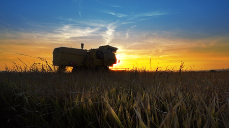 Harvesting at sunset - Stock Video. Combine collecting the cropsの写真素材