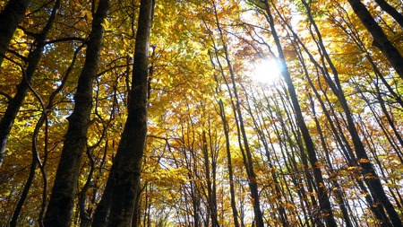 Beautiful Autumn Forest,の写真素材