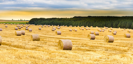 Panorama of Straw bales on farmland at sunsetの写真素材