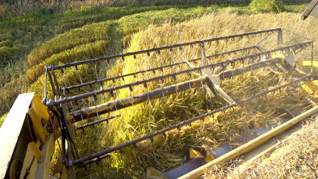 Rice, Wheat harvesting shearers, Combine autumn harvest of the rice and wheat fieldsの写真素材