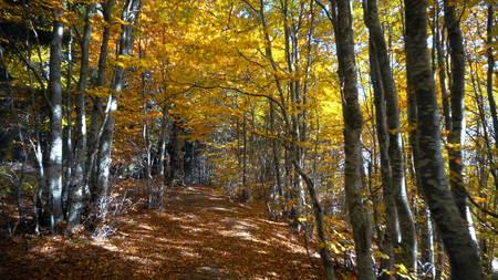 Forest Autumn Trees Woods. Sun Shining Through Nature Tree.sBeginning Afterlife Spirituality Renewal Awakening Conceptの写真素材