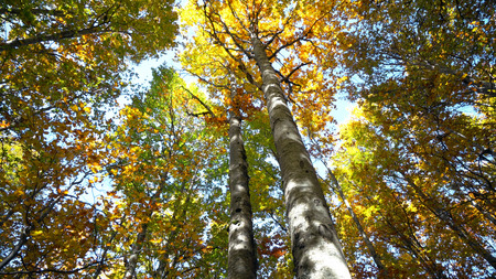 beautiful autumn forest with sun shining - steadicam shotの写真素材