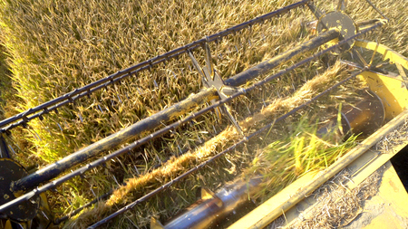 Harvesting rice. Combine collecting the crops, cinematic steadicam shotの写真素材