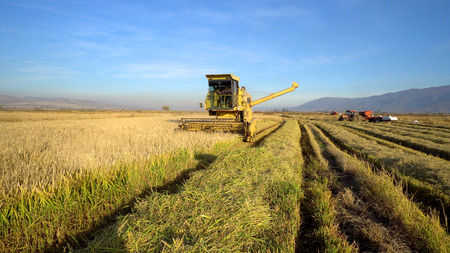 Harvesting rice. Combine collecting the crops, cinematic steadicam shotの写真素材