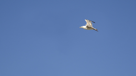 Single seagull in flight on blue skyの写真素材