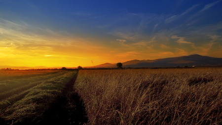 Wheat, rice ears at sunset with combine harvester at background. Beautiful spikes of wheat against the setting sun. It blows a gentle breezeの写真素材
