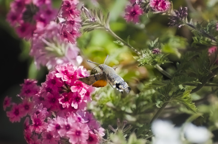 Butterfly hawk moth collects nectarの写真素材