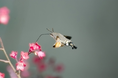 Sphingidae, known as bee Hawk-moth, enjoying the nectar of a yellow flower. Hummingbird moth. Calibri mothの写真素材